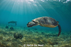 Two Green Sea turtles in the shallows of Apo Island. by Steve De Neef 